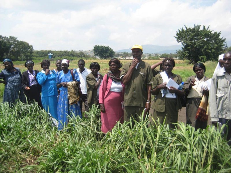 A pioneer group of Mulato II in Kenya