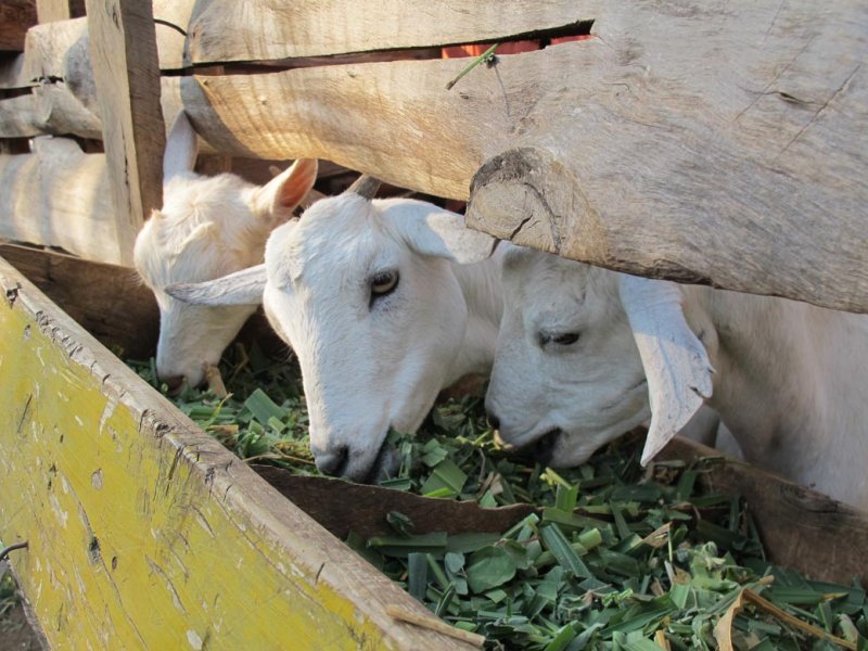 Calves fed with Mulato II in Kenya