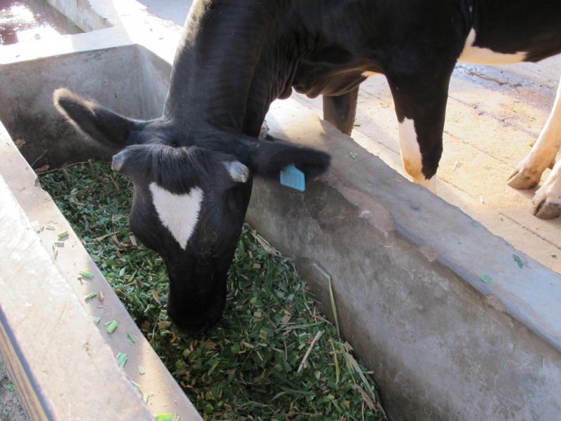 Cattle fed with Mulato II in Kenya