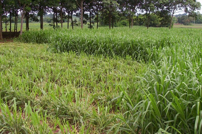 Mulato II cut-and-carry pasture Thailand