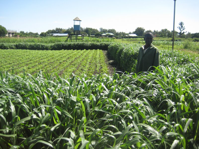 Mulato II grass around a Push-Pull plot in Mbita, Kenya, Africa