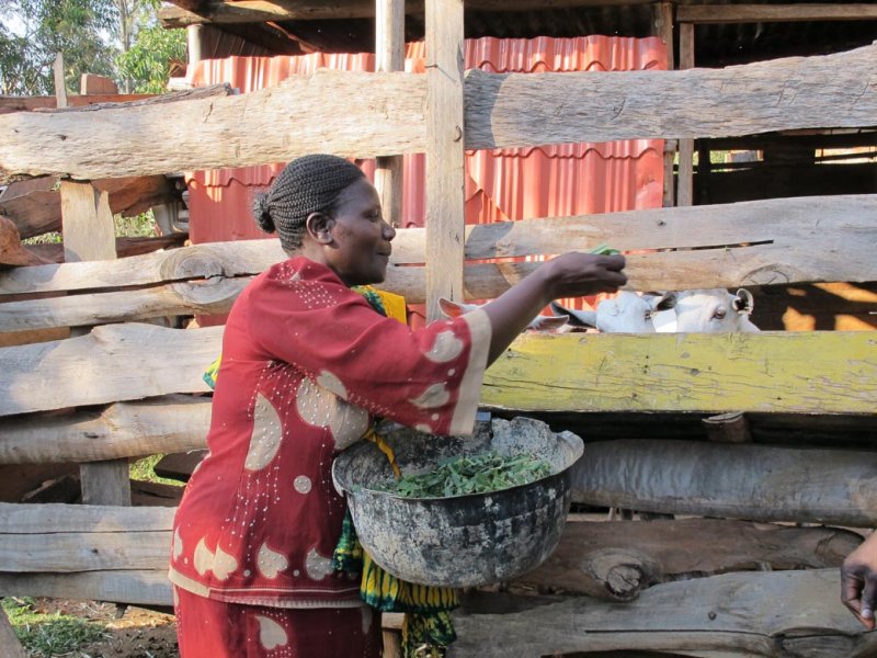 Mulato II livestock feed in Kenya