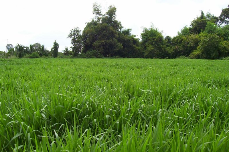 Mulato II pasture in Thailand