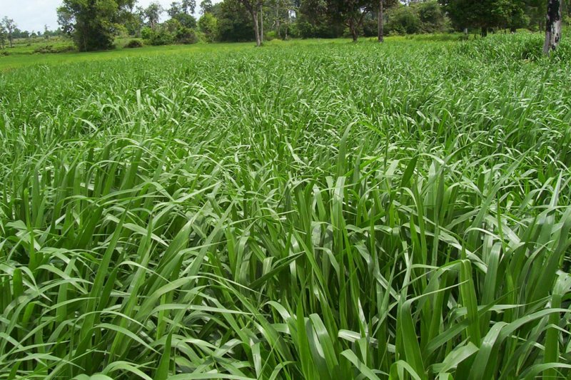 Mulato II pasture in Thailand 2