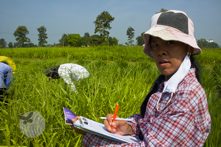 Mulato II research in Thailand