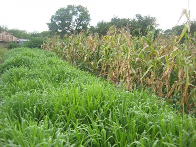 Mulato II strip in one side of maize plot in Kenya