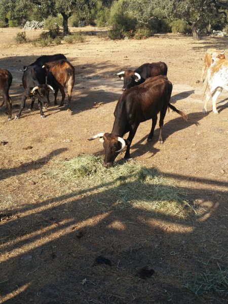 Cattle benefiting from SIAMBAZA livestock, Ranch El Palmareto, Spain