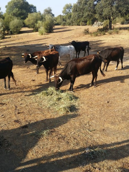 Cattle well fed with SIAMBAZA, Ranch El Palmareto, Spain