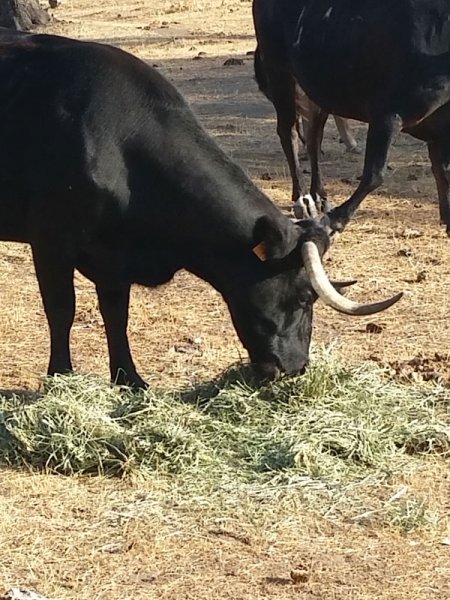Brave bull very well fed with SIAMBAZA, Ranch El Palmareto, Spain