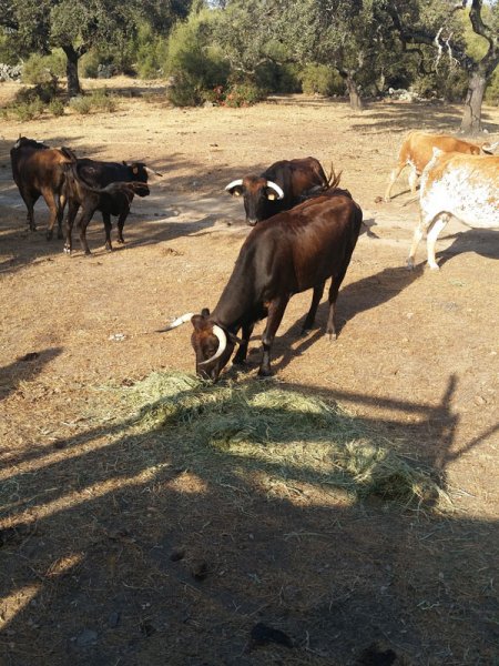 Ganado saboreando SIAMBAZA , Finca El Palmareto, España