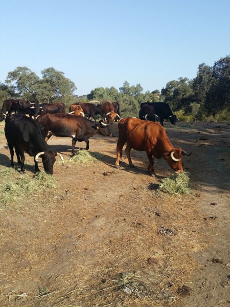 Ganado nutriéndose con SIAMBAZA, Finca El Palmareto,  España