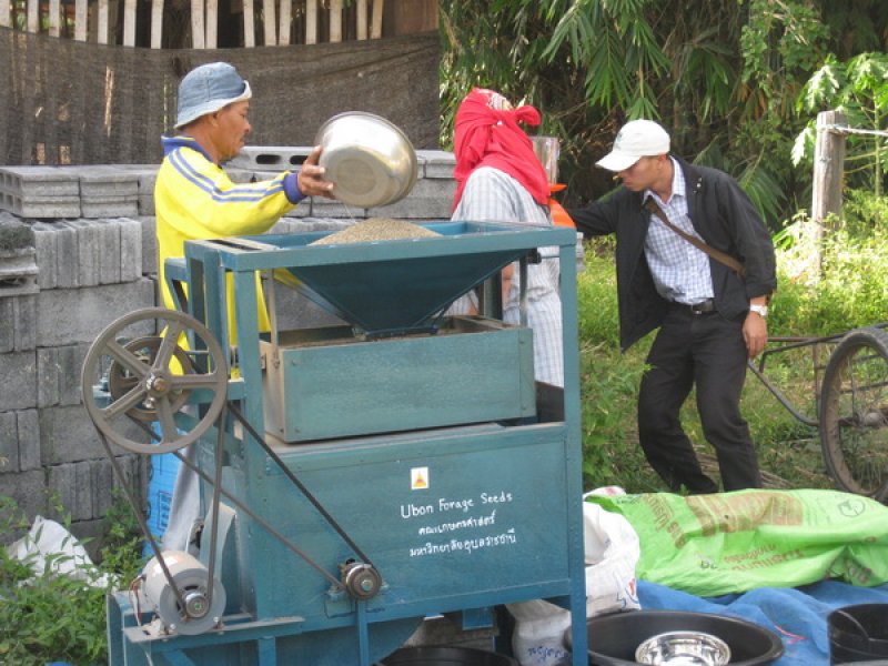 Limpiando semilla Tanzania en la villa