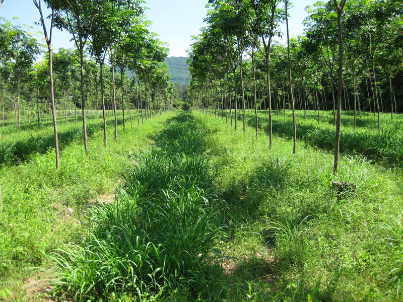 Mukdahan Baan Nong - Guinea púrpura bajo árbol de hule