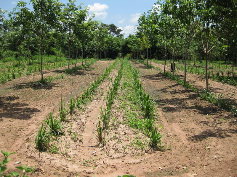 Mukdahan Baan Nong - Guinea púrpura bajo árbol de hule