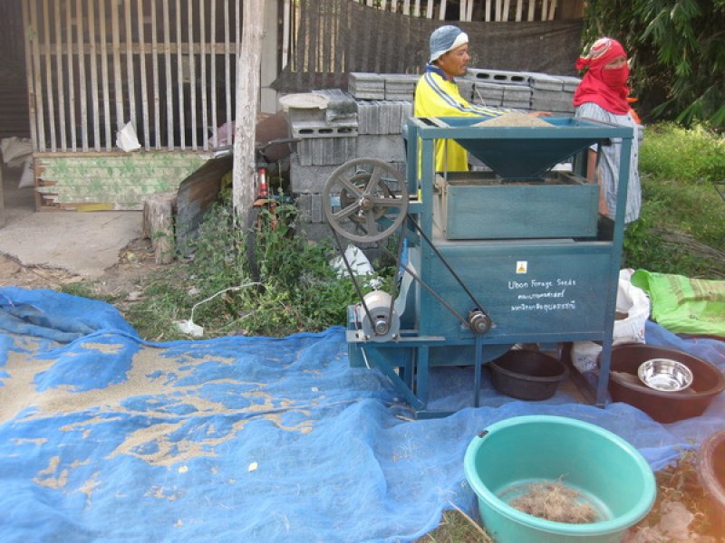 Cleaning Tanzania seed in village 2