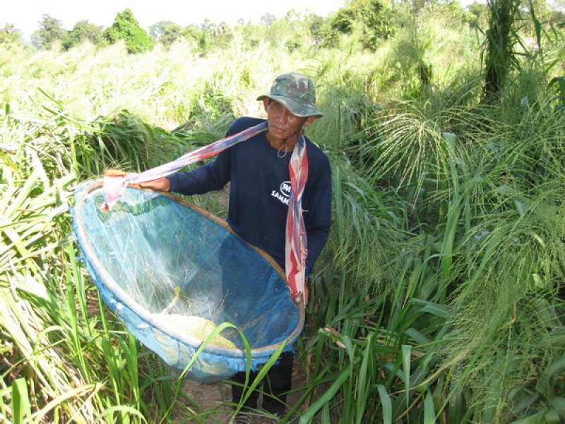 Harvesting Tanzania