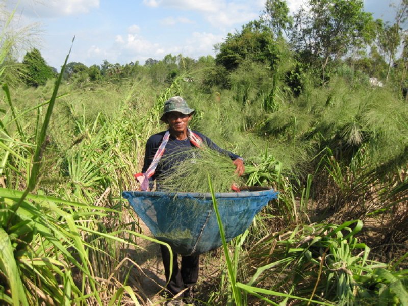 Harvesting Tanzania 2