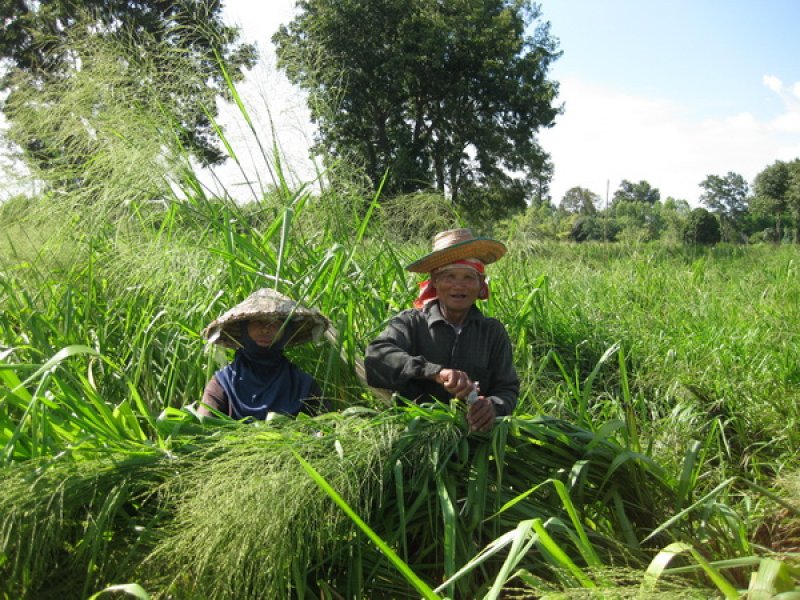 Tanzania tying seed heads