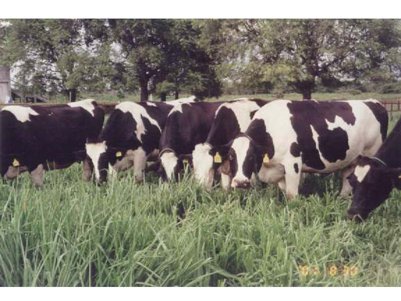 Vacas lecheras pastando Ubon Paspalum