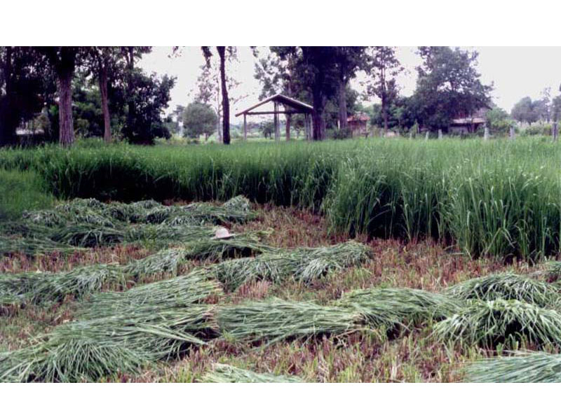 Corte y traslado de Ubon Paspalum en la villa