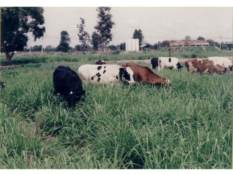 Cattle grazing Ubon Paspalum