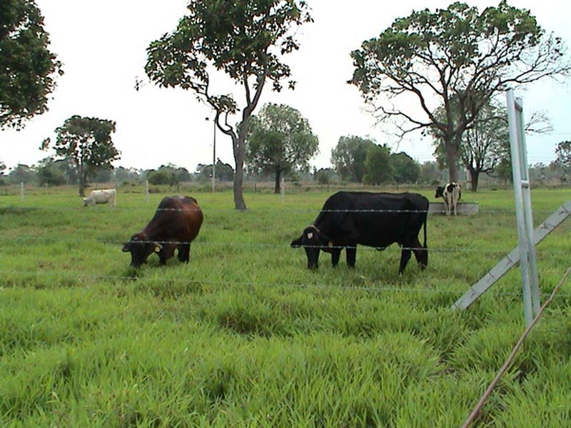 Cattle grazing Ubon Paspalum 2