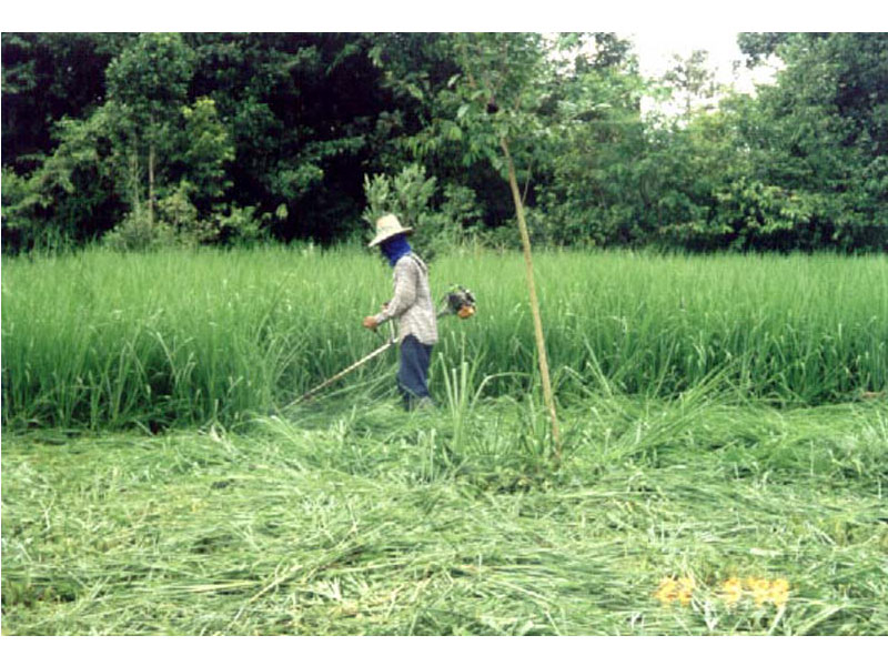 Cutting Ubon Paspalum for cut and carry