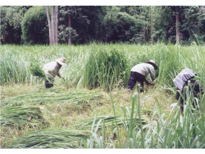 Cutting Ubon Paspalum