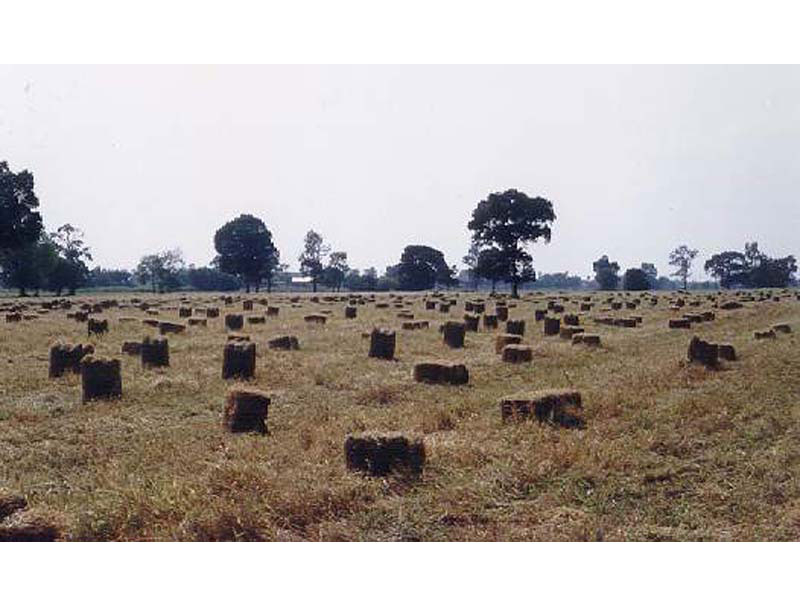 Ubon Paspalum hay