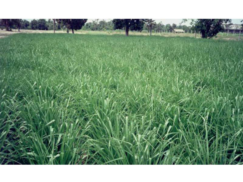 Ubon Paspalum pasture