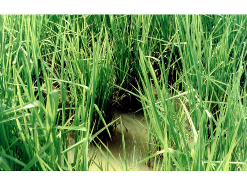 Ubon Paspalum tolerates waterlogging