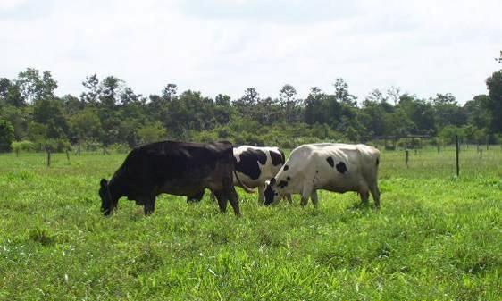 Vacas lecheras pastoreando Ubon Stylo en Tailandia