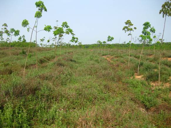 Ubon Stylo cultivado como abono verde entre  árboles de caucho jóvenes en Hainan, China