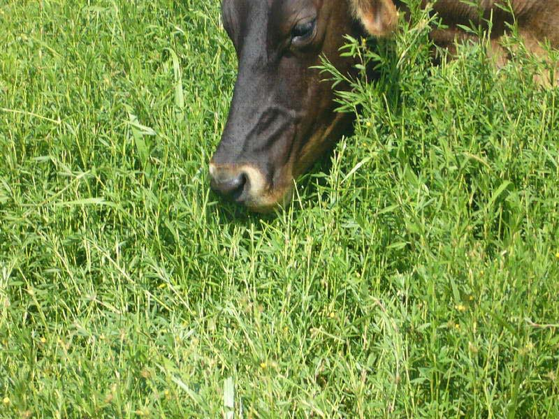 Vaca pastando Ubon Stylo