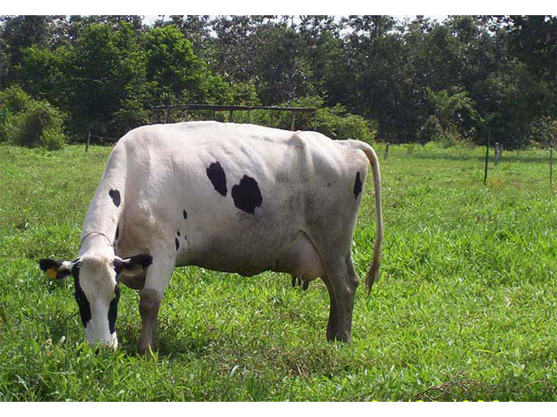 Vaca lechera pastando Ubon Stylo