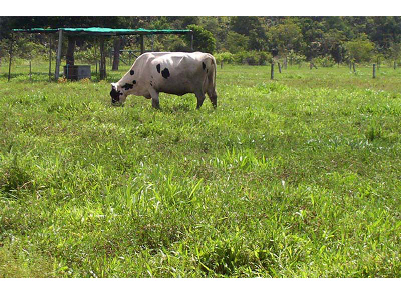 Vaca lechera pastando Ubon Stylo 2