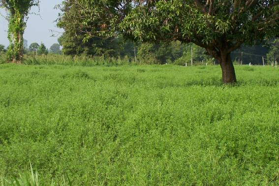 Village Pasture of Ubon Stylo in Thailand