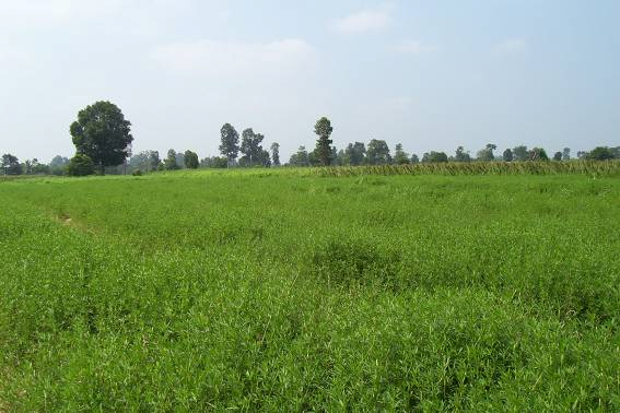 Village pasture of Ubon Stylo In Thailand 2