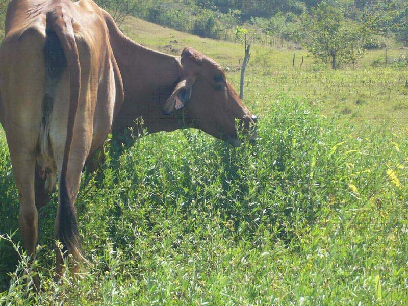 Grazing Ubon Stylo