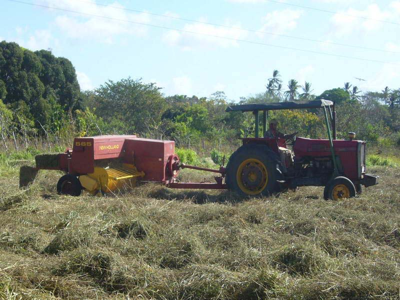 Ubon Stylo hay in Panama