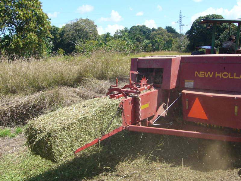 Ubon Stylo hay in Panama 2