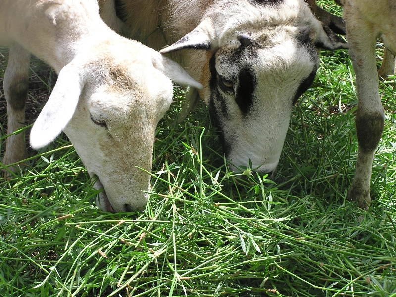 Cows grazing Ubon Stylo