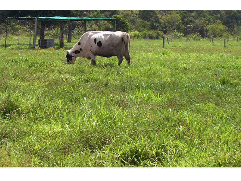 Cow grazing Ubon Stylo 2