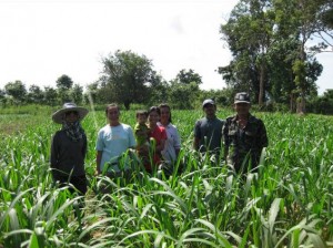 Pasture Establishment. Mombasa Grass. Tropical Seeds.