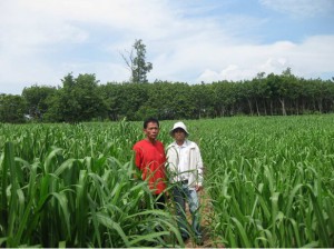 Brachiaria Grass Pastures. Mombasa Grass. Tropical Seeds.