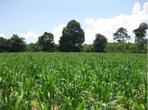 Brachiaria Grass Feed. Mombasa Grass. Tropical Seeds.