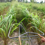 mombasa-seed-collector-for-harvesting-seed_1