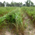 mombasa-seed-crops-2016-october-18_02