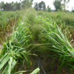 mombasa-seed-crops-2016-october-18_03