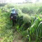 mombasa-seed-crops-2016-october-18_06